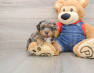 8 week old Havapoo Puppy For Sale - Fairfield Furbabies