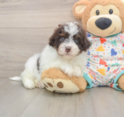 8 week old Havapoo Puppy For Sale - Fairfield Furbabies