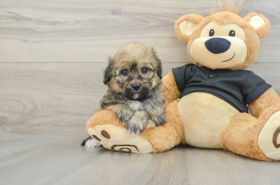 5 week old Havapoo Puppy For Sale - Fairfield Furbabies