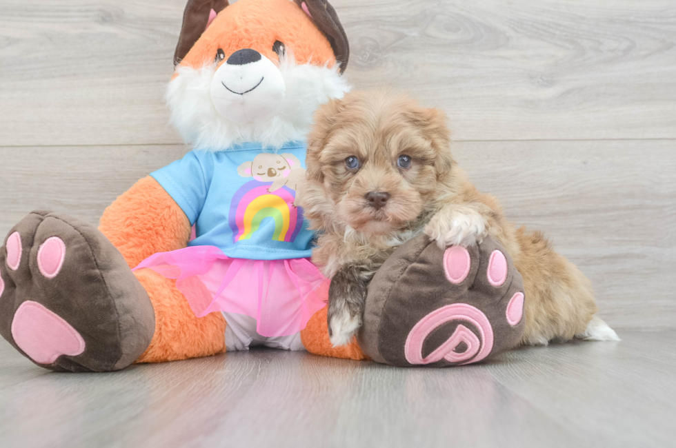 5 week old Havapoo Puppy For Sale - Fairfield Furbabies