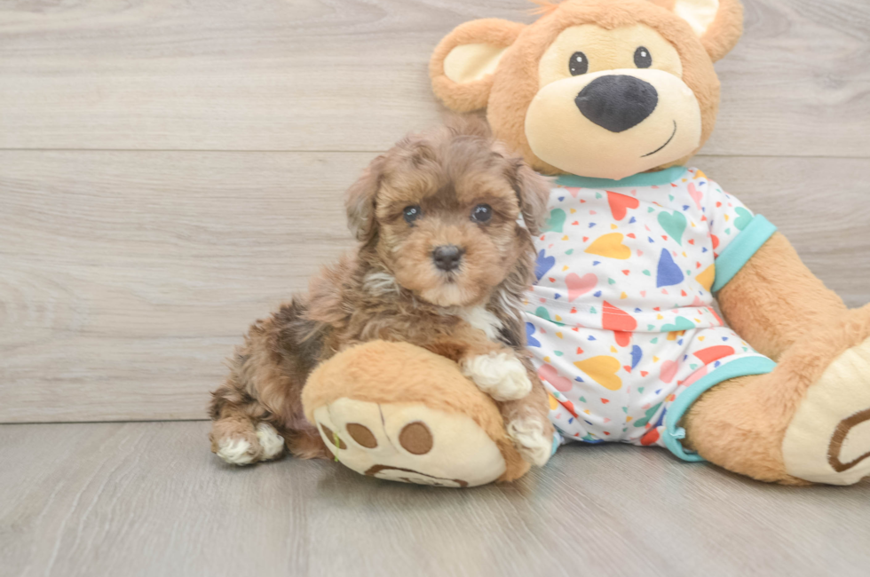 7 week old Havapoo Puppy For Sale - Fairfield Furbabies
