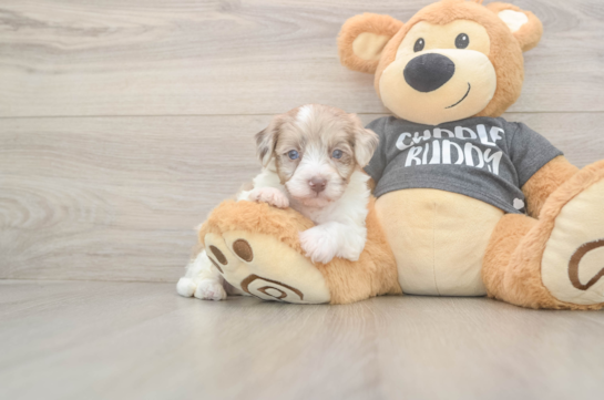 6 week old Havapoo Puppy For Sale - Fairfield Furbabies Small Havapoo Baby