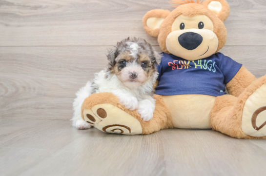 Havapoo Puppy for Adoption