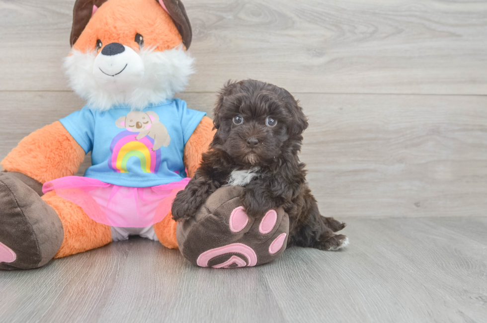 5 week old Havapoo Puppy For Sale - Fairfield Furbabies
