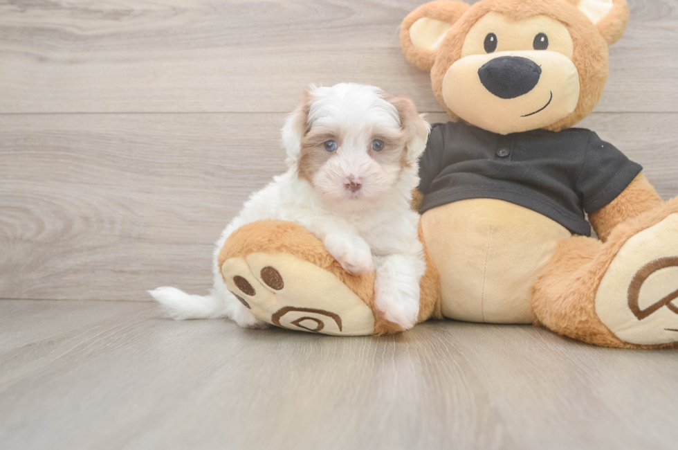 6 week old Havapoo Puppy For Sale - Fairfield Furbabies
