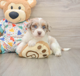8 week old Havapoo Puppy For Sale - Fairfield Furbabies