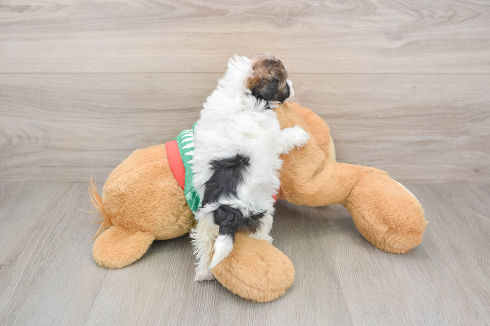 Petite Havapoo Poodle Mix Pup