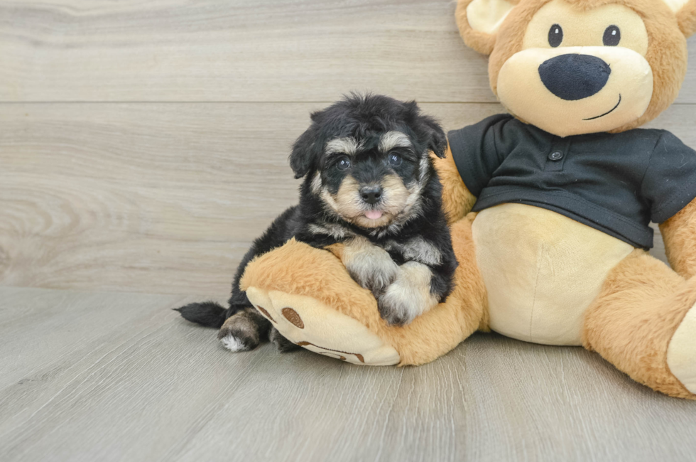 5 week old Havapoo Puppy For Sale - Fairfield Furbabies