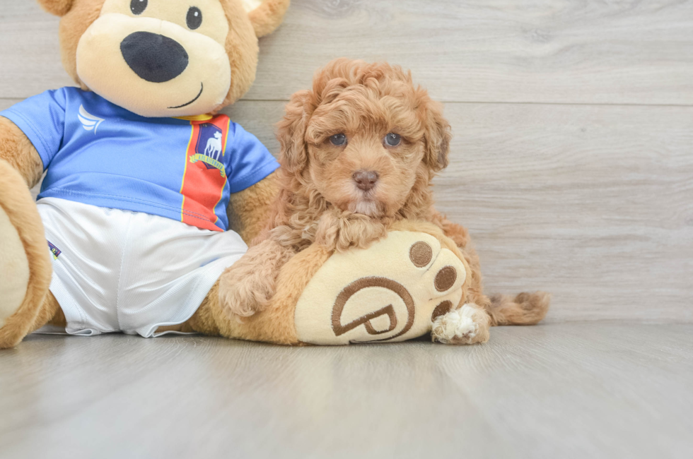 5 week old Havapoo Puppy For Sale - Fairfield Furbabies