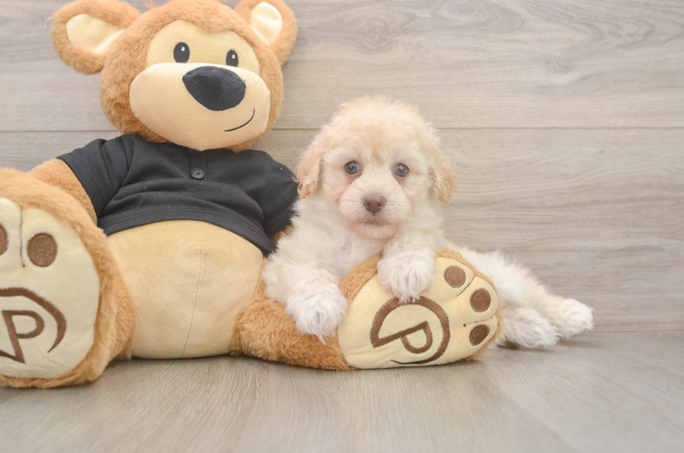 6 week old Havapoo Puppy For Sale - Fairfield Furbabies