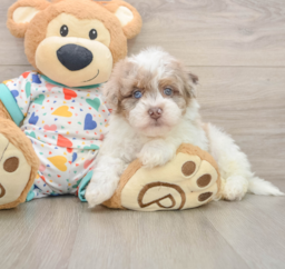 8 week old Havapoo Puppy For Sale - Fairfield Furbabies