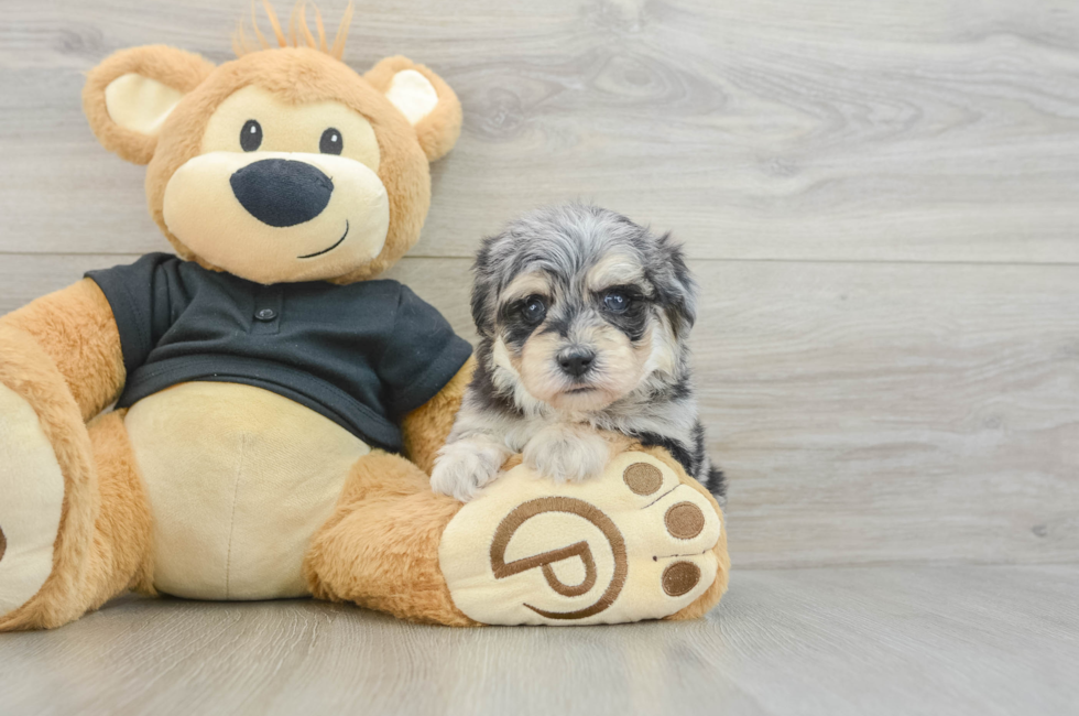5 week old Havapoo Puppy For Sale - Fairfield Furbabies