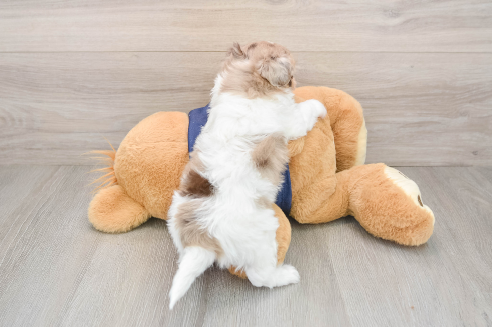 Playful Havadoodle Poodle Mix Puppy