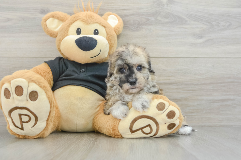 5 week old Havapoo Puppy For Sale - Fairfield Furbabies