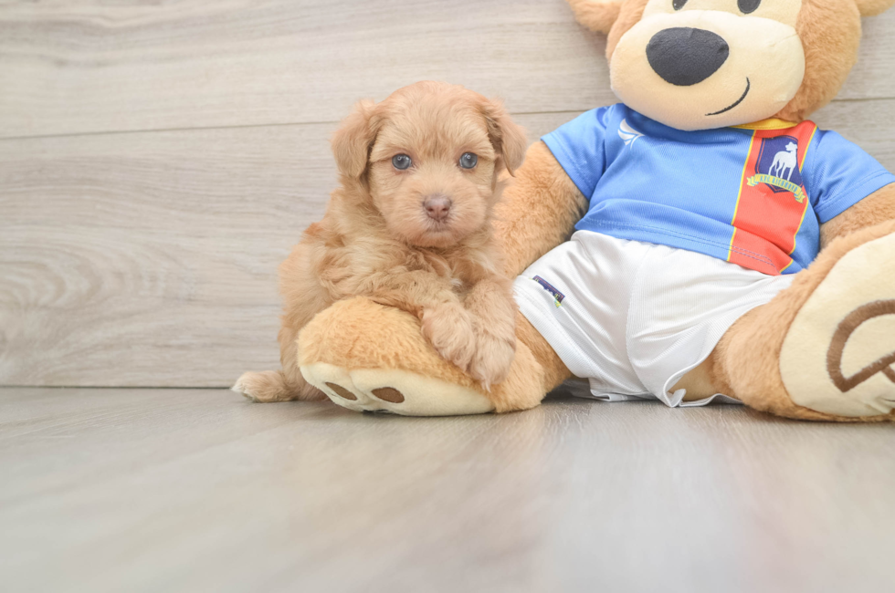 7 week old Havapoo Puppy For Sale - Fairfield Furbabies