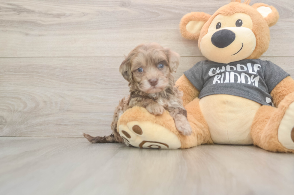 6 week old Havapoo Puppy For Sale - Fairfield Furbabies