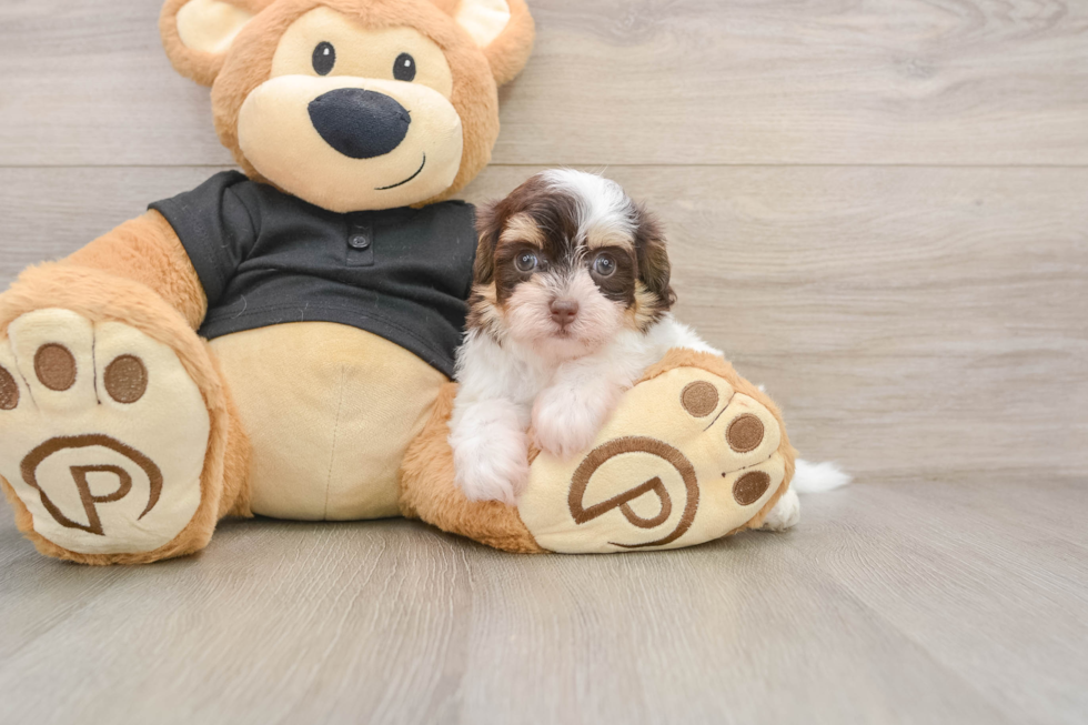 Smart Havapoo Poodle Mix Pup