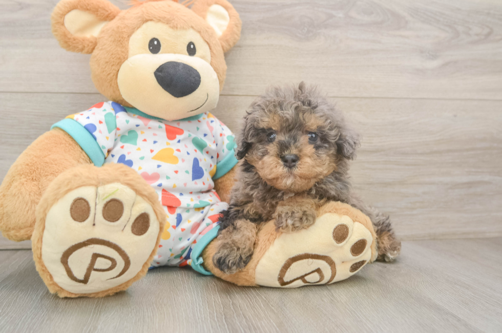 7 week old Havapoo Puppy For Sale - Fairfield Furbabies