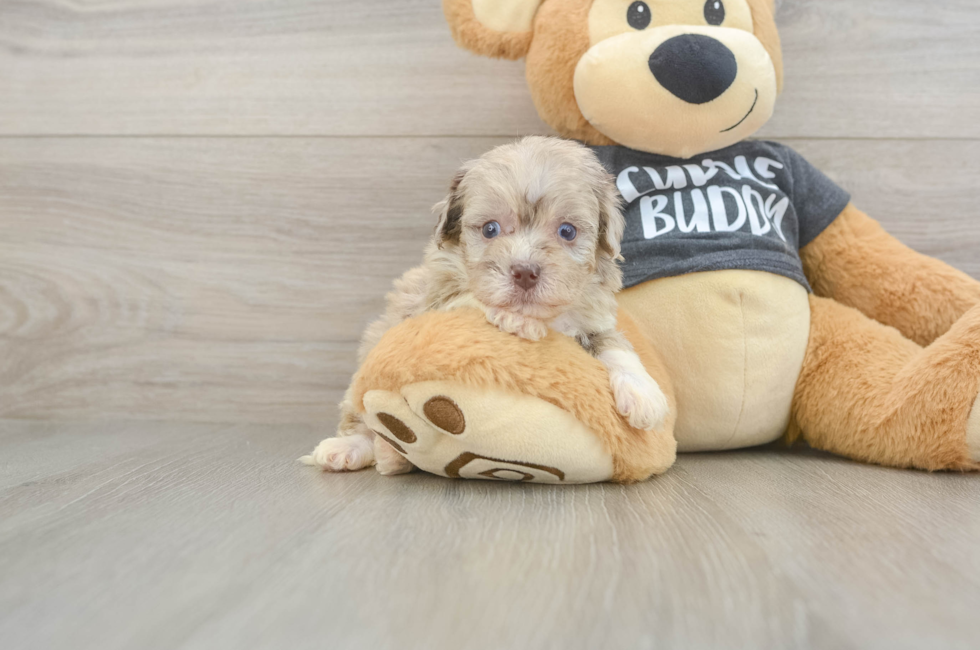 6 week old Havapoo Puppy For Sale - Fairfield Furbabies