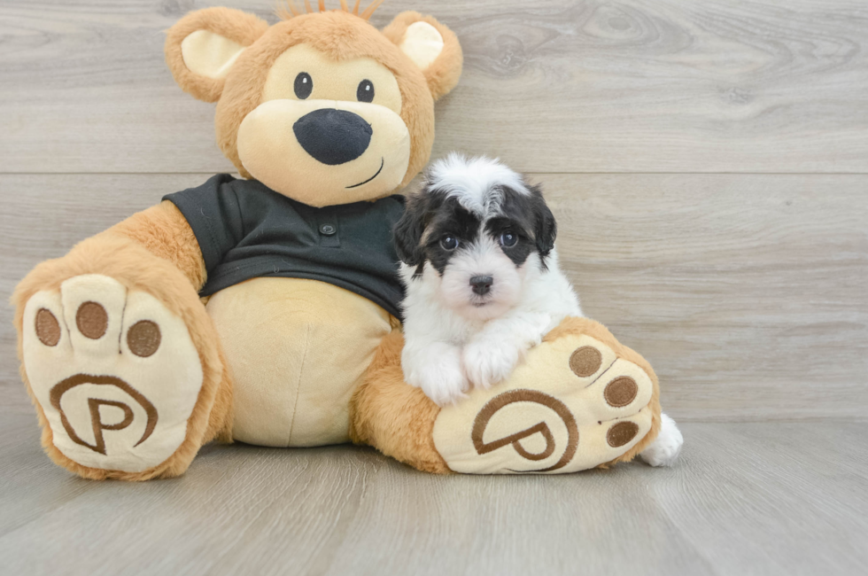 5 week old Havapoo Puppy For Sale - Fairfield Furbabies