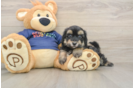 Playful Havadoodle Poodle Mix Puppy