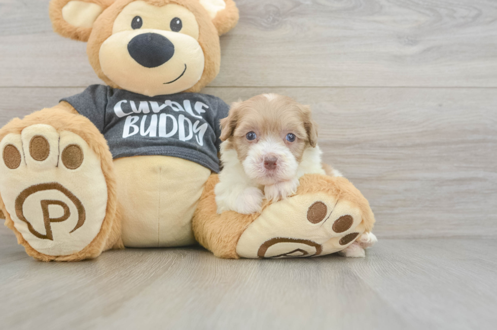 6 week old Havapoo Puppy For Sale - Fairfield Furbabies