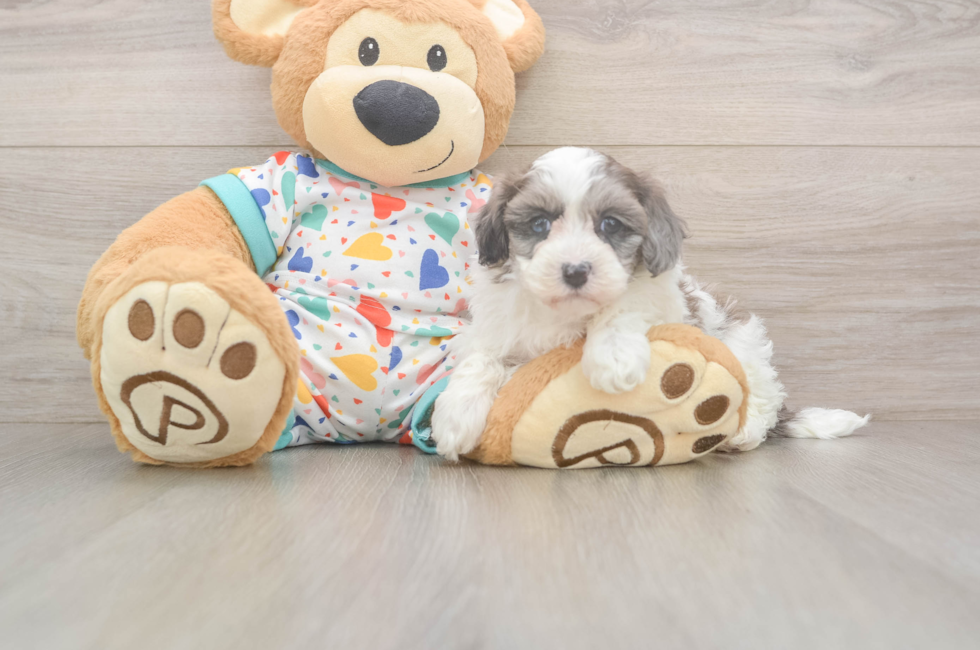 5 week old Havapoo Puppy For Sale - Fairfield Furbabies