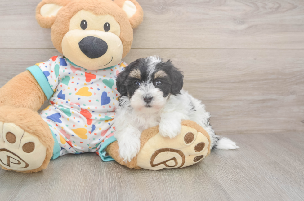 5 week old Havapoo Puppy For Sale - Fairfield Furbabies