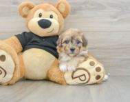 6 week old Havapoo Puppy For Sale - Fairfield Furbabies