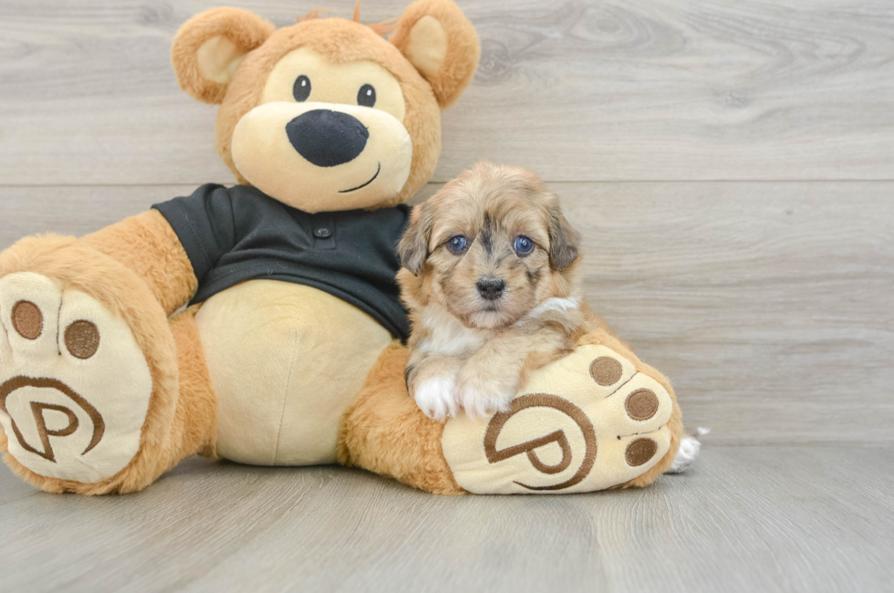5 week old Havapoo Puppy For Sale - Fairfield Furbabies