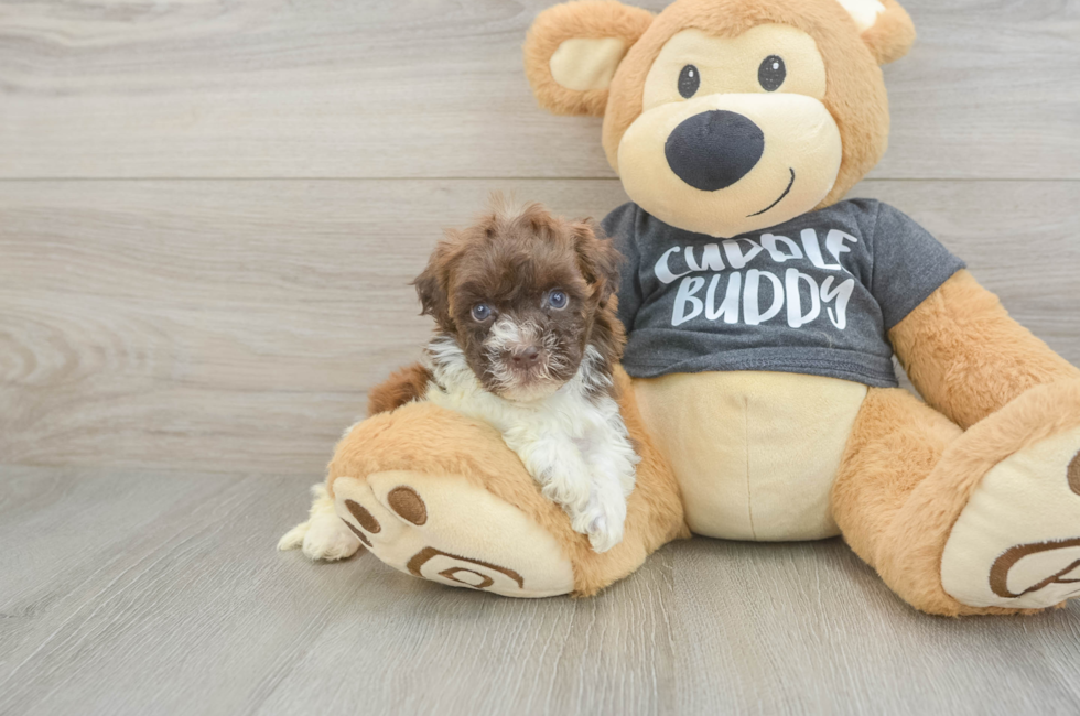 6 week old Havapoo Puppy For Sale - Fairfield Furbabies