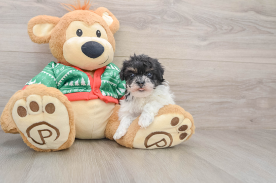 Small Havapoo Baby