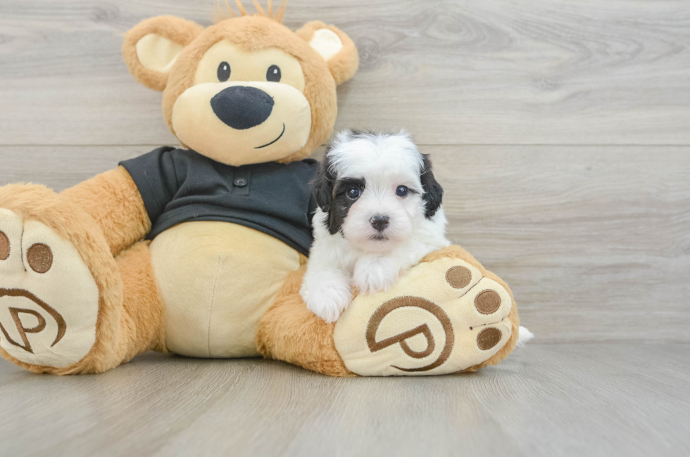 5 week old Havapoo Puppy For Sale - Fairfield Furbabies