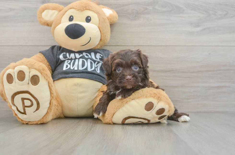 6 week old Havapoo Puppy For Sale - Fairfield Furbabies