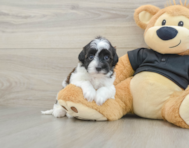 6 week old Havapoo Puppy For Sale - Fairfield Furbabies