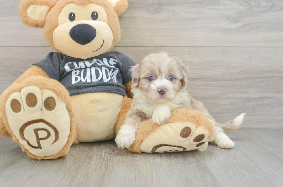6 week old Havapoo Puppy For Sale - Fairfield Furbabies