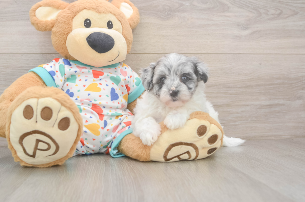 5 week old Havapoo Puppy For Sale - Fairfield Furbabies