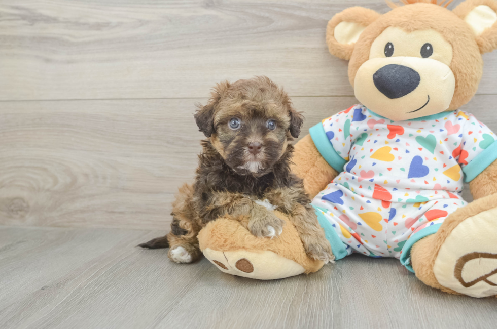 5 week old Havapoo Puppy For Sale - Fairfield Furbabies