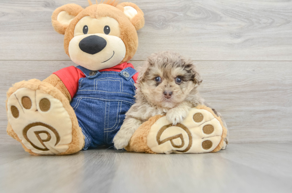 8 week old Havapoo Puppy For Sale - Fairfield Furbabies