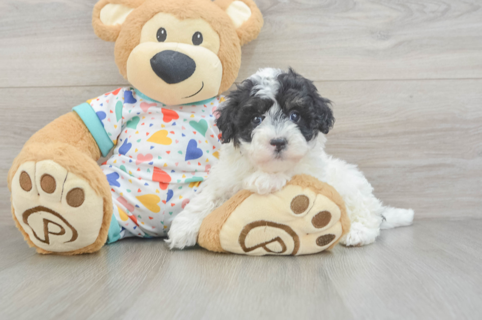 5 week old Havapoo Puppy For Sale - Fairfield Furbabies