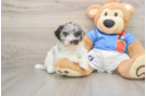 Havapoo Puppy for Adoption
