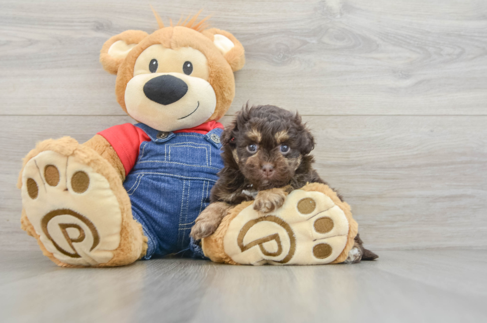 8 week old Havapoo Puppy For Sale - Fairfield Furbabies