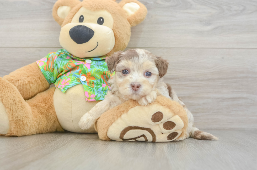 6 week old Havapoo Puppy For Sale - Fairfield Furbabies