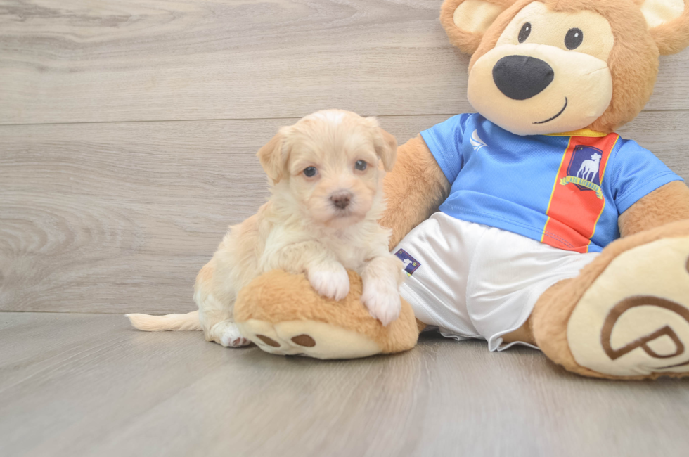 8 week old Havapoo Puppy For Sale - Fairfield Furbabies