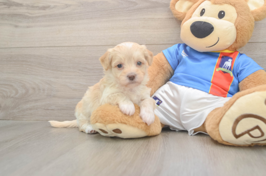 8 week old Havapoo Puppy For Sale - Fairfield Furbabies Hypoallergenic Havadoodle Poodle Mix Puppy
