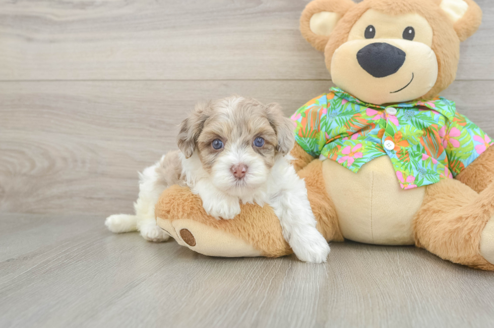 6 week old Havapoo Puppy For Sale - Fairfield Furbabies