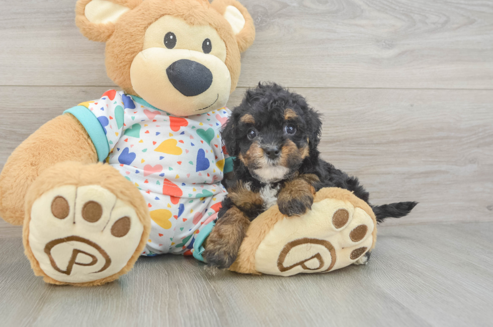 6 week old Havapoo Puppy For Sale - Fairfield Furbabies