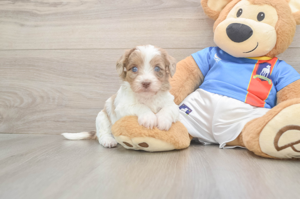 8 week old Havapoo Puppy For Sale - Fairfield Furbabies