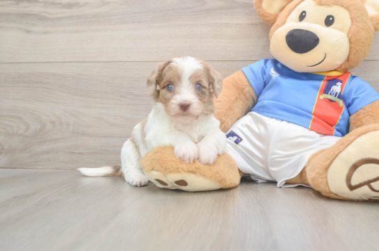 8 week old Havapoo Puppy For Sale - Fairfield Furbabies Havapoo Puppy for Adoption