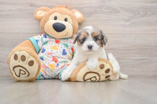 Havapoo Puppy for Adoption